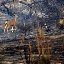 So Cal Fire Montage 4 >> Photo Gallery - Four Winds 10
