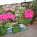 Flowers, 2009 >> Photo Gallery - Four Winds 10
