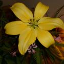 Flowers, 2009 >> Photo Gallery - Four Winds 10