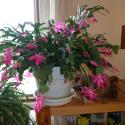 Flowers, 2009 >> Photo Gallery - Four Winds 10