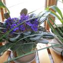 Flowers, 2009 >> Photo Gallery - Four Winds 10
