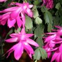 Flowers, 2009 >> Photo Gallery - Four Winds 10