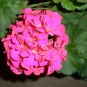 Flowers, 2009 >> Photo Gallery - Four Winds 10