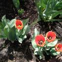 Flowers, 2009 >> Photo Gallery - Four Winds 10