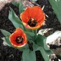 Flowers, 2009 >> Photo Gallery - Four Winds 10