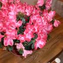 Flowers, 2009 >> Photo Gallery - Four Winds 10