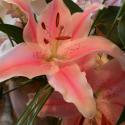 Flowers, 2009 >> Photo Gallery - Four Winds 10