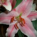 Flowers, 2009 >> Photo Gallery - Four Winds 10