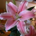 Flowers, 2009 >> Photo Gallery - Four Winds 10
