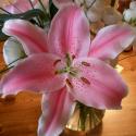 Flowers, 2009 >> Photo Gallery - Four Winds 10