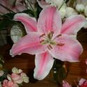 Flowers, 2009 >> Photo Gallery - Four Winds 10