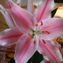 Flowers, 2009 >> Photo Gallery - Four Winds 10