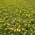 Flowers, 2009 >> Photo Gallery - Four Winds 10
