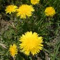 Flowers, 2009 >> Photo Gallery - Four Winds 10