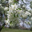 Flowers, 2009 >> Photo Gallery - Four Winds 10