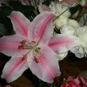 Flowers, 2009 >> Photo Gallery - Four Winds 10