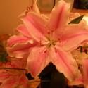 Flowers, 2009 >> Photo Gallery - Four Winds 10