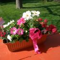 Flowers, 2009 >> Photo Gallery - Four Winds 10