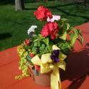 Flowers, 2009 >> Photo Gallery - Four Winds 10