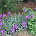 Flowers, 2009 >> Photo Gallery - Four Winds 10