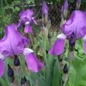 Flowers, 2009 >> Photo Gallery - Four Winds 10