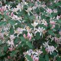 Flowers, 2009 >> Photo Gallery - Four Winds 10
