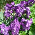 Flowers, 2009 >> Photo Gallery - Four Winds 10