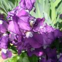 Flowers, 2009 >> Photo Gallery - Four Winds 10