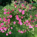 Flowers >> Photo Gallery - Four Winds 10