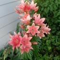 Flowers >> Photo Gallery - Four Winds 10