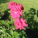 Flowers >> Photo Gallery - Four Winds 10