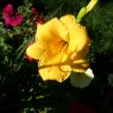 Flowers >> Photo Gallery - Four Winds 10