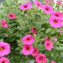 Flowers >> Photo Gallery - Four Winds 10