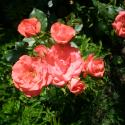 Flowers >> Photo Gallery - Four Winds 10