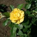 Flowers >> Photo Gallery - Four Winds 10