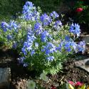 Flowers >> Photo Gallery - Four Winds 10