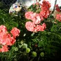 Flowers >> Photo Gallery - Four Winds 10