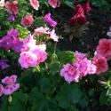 Flowers >> Photo Gallery - Four Winds 10