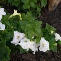 Flowers >> Photo Gallery - Four Winds 10