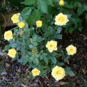 Flowers >> Photo Gallery - Four Winds 10