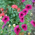 Flowers >> Photo Gallery - Four Winds 10