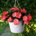Flowers >> Photo Gallery - Four Winds 10