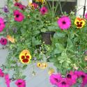 Flowers >> Photo Gallery - Four Winds 10