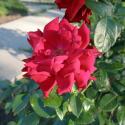 Flowers >> Photo Gallery - Four Winds 10