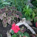 Flowers >> Photo Gallery - Four Winds 10
