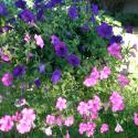 Flowers >> Photo Gallery - Four Winds 10