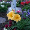 Flowers >> Photo Gallery - Four Winds 10