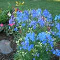 Flowers >> Photo Gallery - Four Winds 10