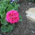 Flowers >> Photo Gallery - Four Winds 10