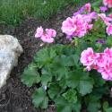 Flowers >> Photo Gallery - Four Winds 10